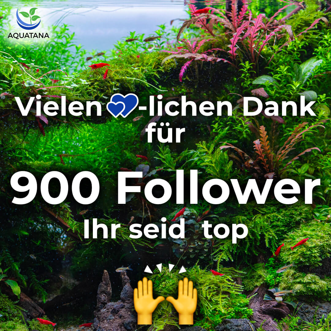 Vielen Dank für 00 Follower auf Instagram