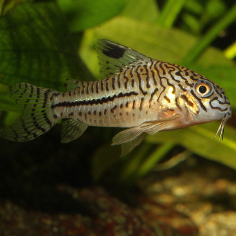 JBL PRONOVO CORYDORAS TAB M