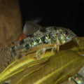 JBL PRONOVO CORYDORAS TAB M