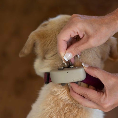 tractive GPS-Tracker LTE für Hunde braun