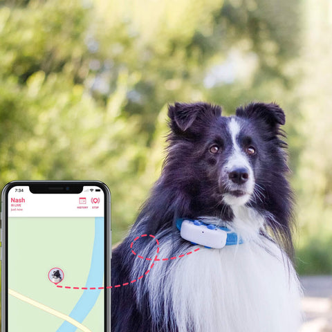 tractive GPS-Tracker LTE für Hunde weiss