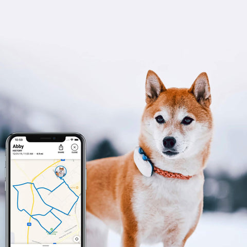 tractive GPS-Tracker LTE für Hunde weiss