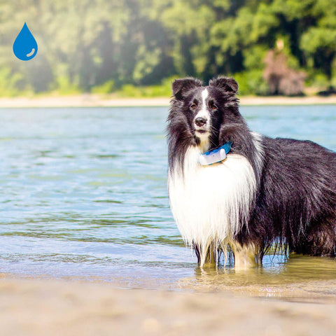 tractive GPS-Tracker LTE für Hunde weiss