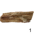 Versteinertes Holz 1